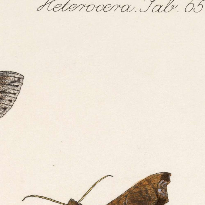 Moths (Lepidoptera-Heterocera, Plate 72) by Frederick DuCane Godman, 1879