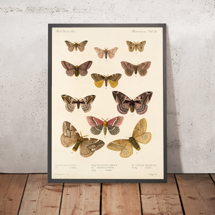 A framed image of