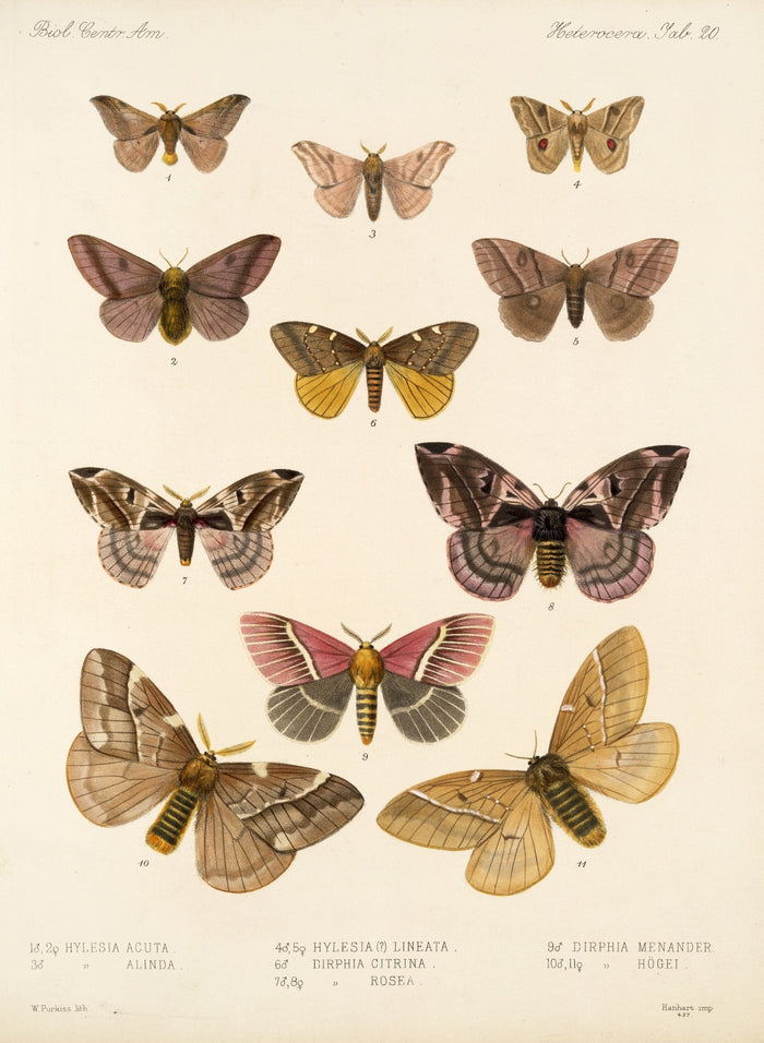 Moths (Plate 20) by Frederick DuCane Godman, 1879