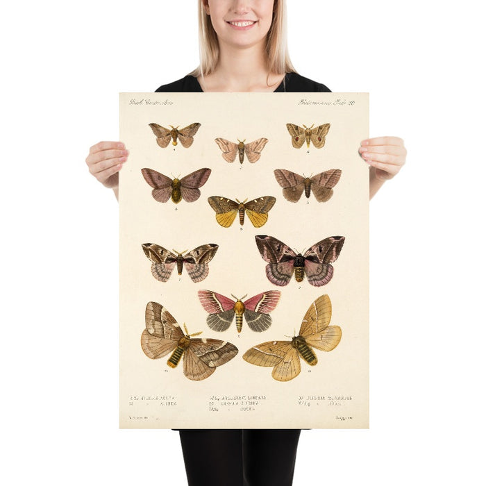 Moths (Plate 20) by Frederick DuCane Godman, 1879