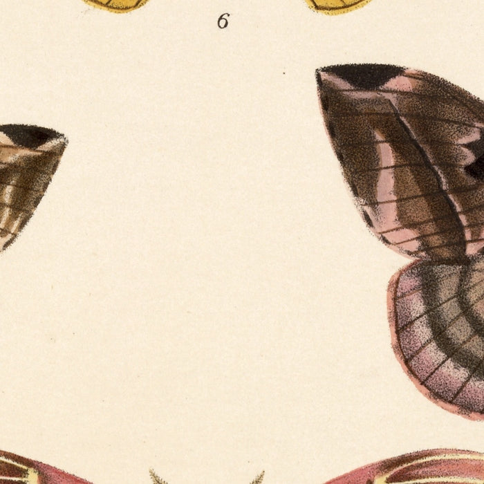 Moths (Plate 20) by Frederick DuCane Godman, 1879