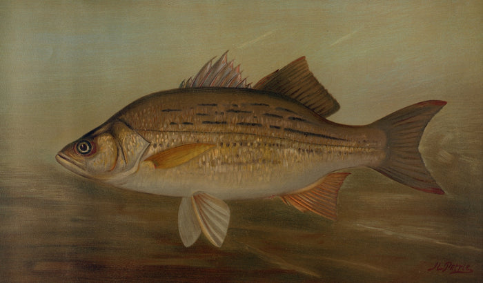 Northern Pike (Esox lucius) by John L. Petrie, 1898