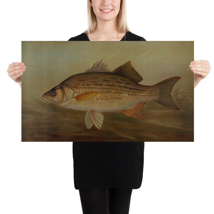 Northern Pike (Esox lucius) by John L. Petrie, 1898