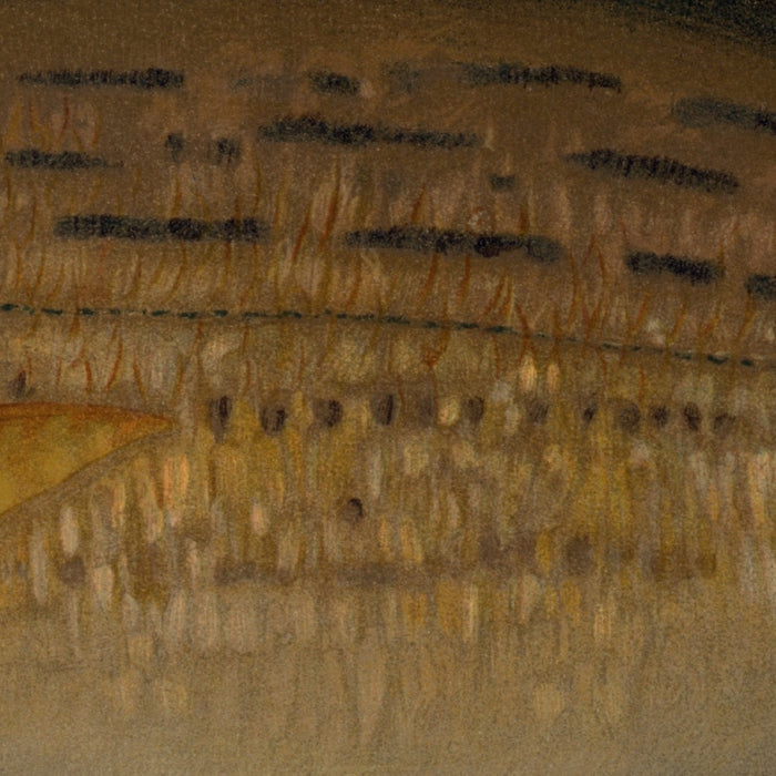 Northern Pike (Esox lucius) by John L. Petrie, 1898
