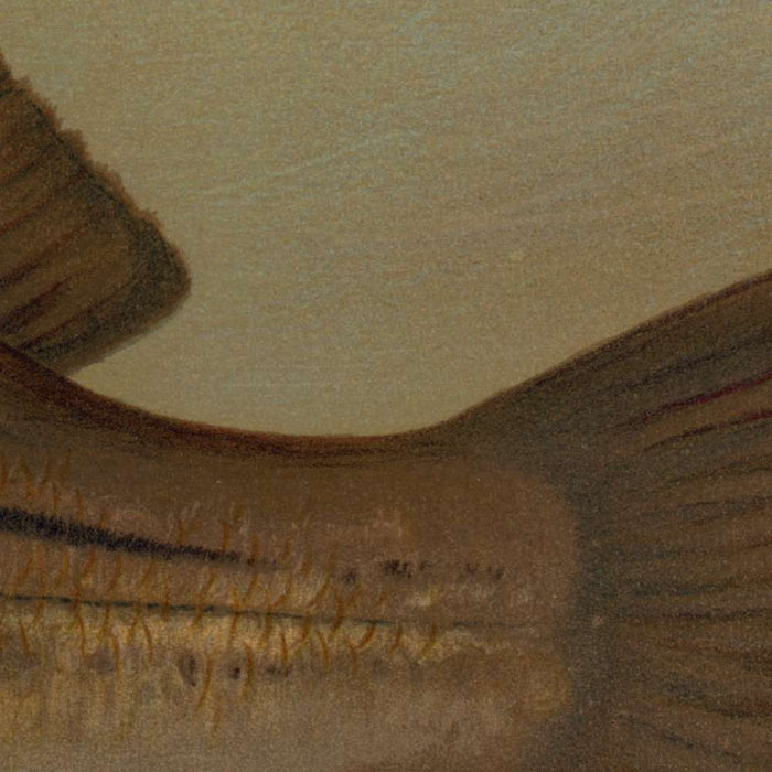 Northern Pike (Esox lucius) by John L. Petrie, 1898