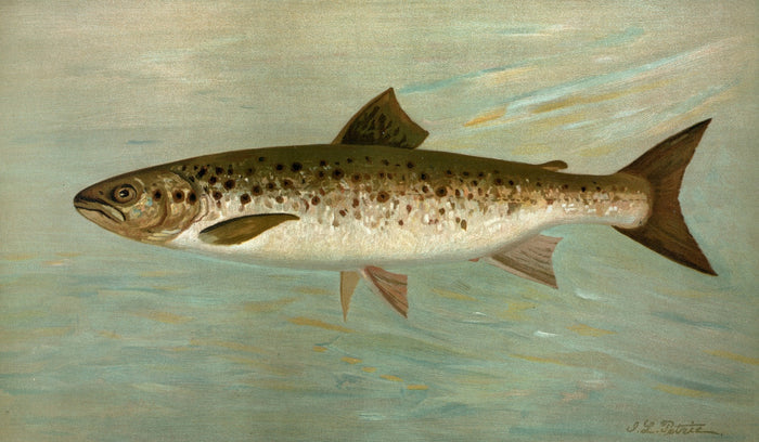 Ouananiche (Salmo salar ouananiche) by John L. Petrie, 1898