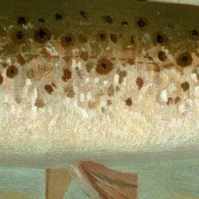 Ouananiche (Salmo salar ouananiche) by John L. Petrie, 1898