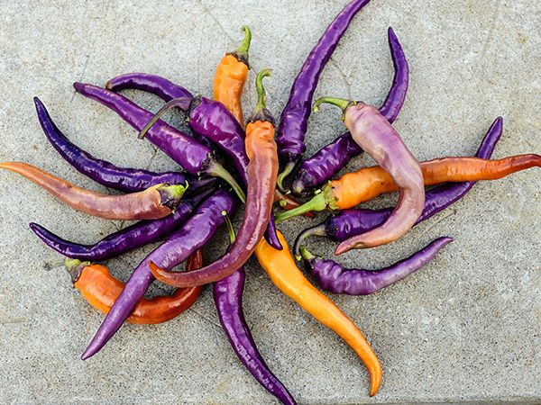 PEPPER 'Buena Mulata'