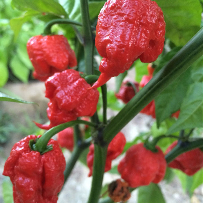 PEPPER 'Carolina Reaper'
