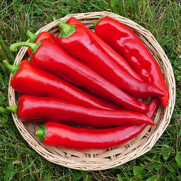 PEPPER 'Corno di Toro'