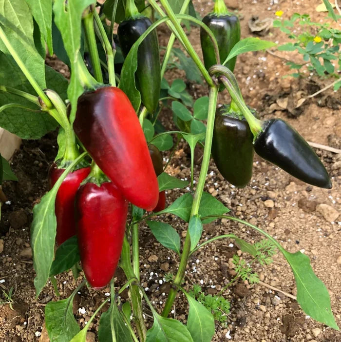 PEPPER 'Czech Black'