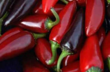 PEPPER 'Czech Black'