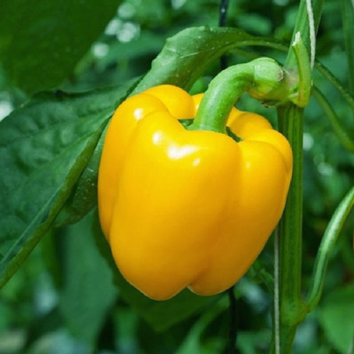 PEPPER 'Sunbright Yellow Bell'