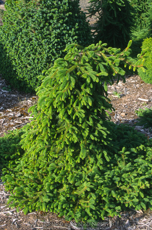 Picea abies 'Farnsburg' Weeping Norway Spruce