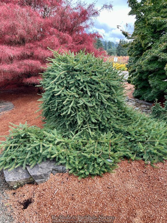 Picea abies 'Farnsburg' Weeping Norway Spruce
