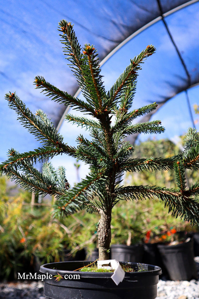 - Picea abies 'Farnsburg' Weeping Norway Spruce - Mr Maple │ Buy Japanese Maple Trees