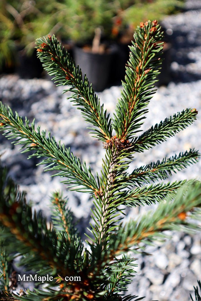 - Picea abies 'Farnsburg' Weeping Norway Spruce - Mr Maple │ Buy Japanese Maple Trees
