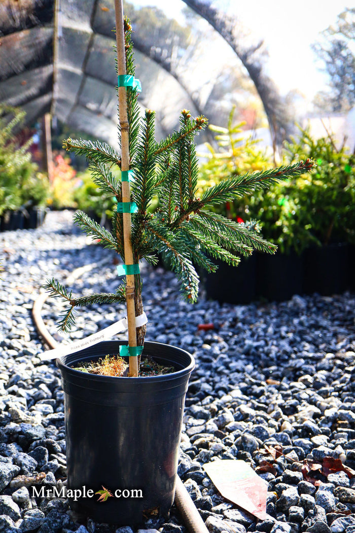 - Picea abies 'Frohburg' Weeping Norway Spruce - Mr Maple │ Buy Japanese Maple Trees