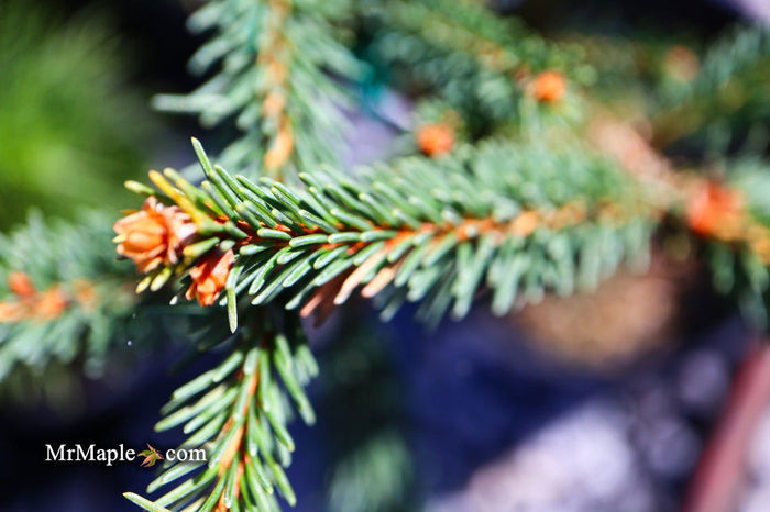 - Picea abies 'Frohburg' Weeping Norway Spruce - Mr Maple │ Buy Japanese Maple Trees