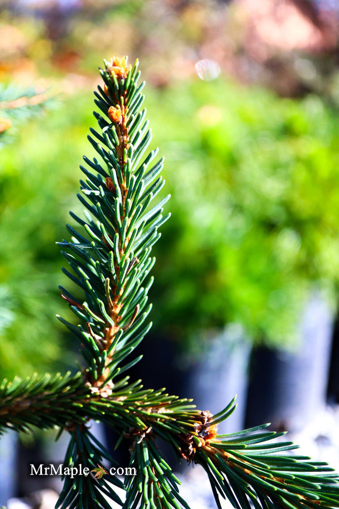 - Picea abies 'Frohburg' Weeping Norway Spruce - Mr Maple │ Buy Japanese Maple Trees