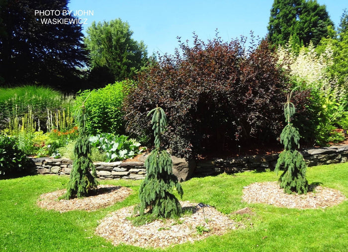 - Picea glauca ‘Pendula' Spruce - Mr Maple │ Buy Japanese Maple Trees