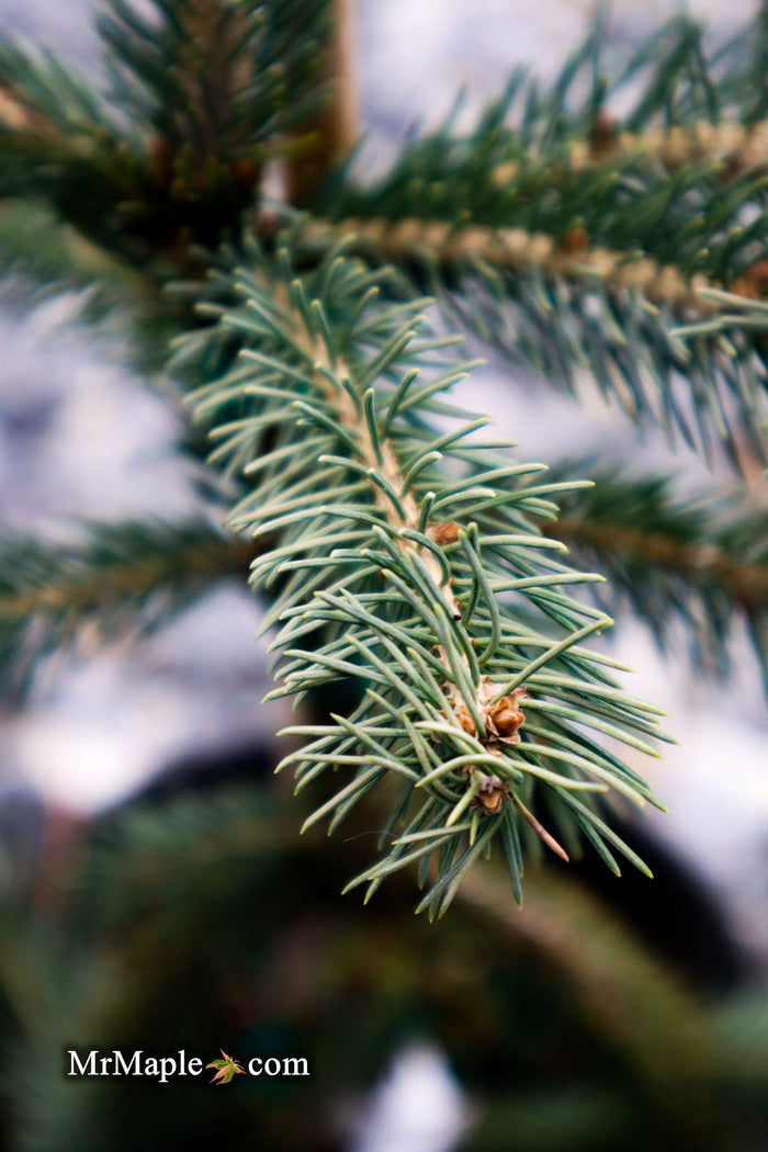 - Picea glauca ‘Pendula' Spruce - Mr Maple │ Buy Japanese Maple Trees