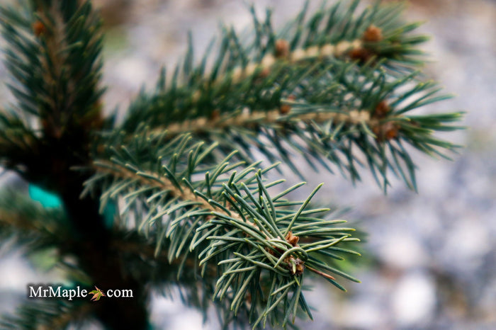 - Picea glauca ‘Pendula' Spruce - Mr Maple │ Buy Japanese Maple Trees