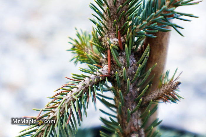 - Picea glauca ‘Pendula' Spruce - Mr Maple │ Buy Japanese Maple Trees