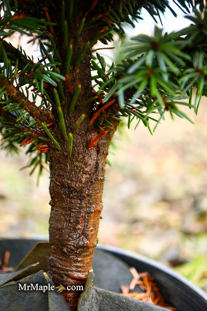 - Picea omorika 'Golden Midget' Serbian Spruce - Mr Maple │ Buy Japanese Maple Trees