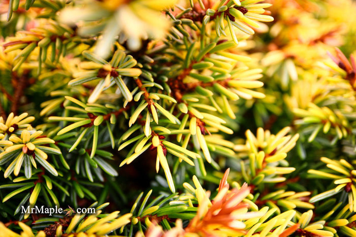 - Picea omorika 'Golden Midget' Serbian Spruce - Mr Maple │ Buy Japanese Maple Trees