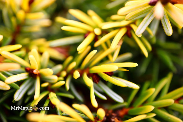 - Picea omorika 'Golden Midget' Serbian Spruce - Mr Maple │ Buy Japanese Maple Trees