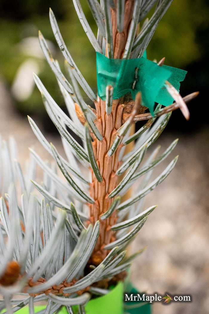 - Picea pungens 'Continental' Colorado Spruce - Mr Maple │ Buy Japanese Maple Trees
