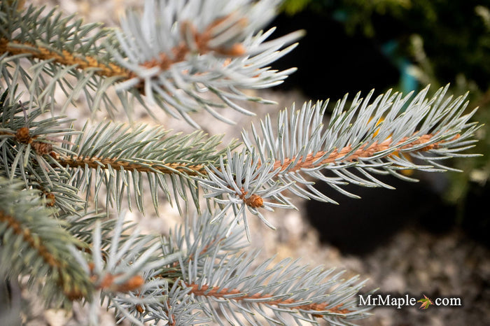 - Picea pungens 'Continental' Colorado Spruce - Mr Maple │ Buy Japanese Maple Trees