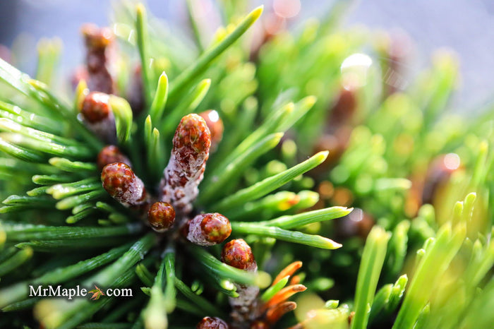 - Pinus mugo 'Little Delight' Dwarf Mountain Pine Tree - Mr Maple │ Buy Japanese Maple Trees