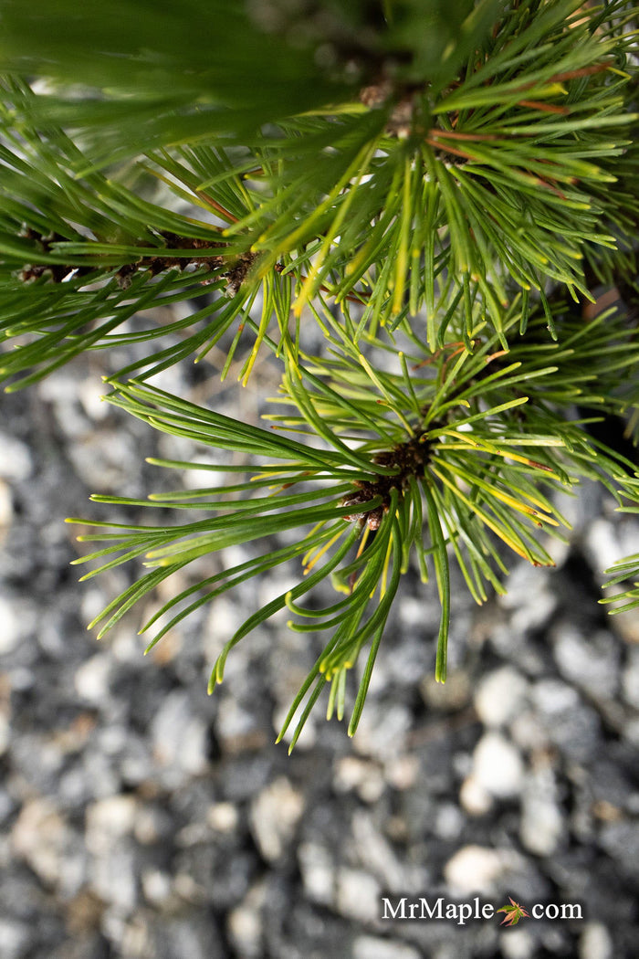 - Pinus mugo 'Ophir' Dwarf Mountain Pine Tree - Mr Maple │ Buy Japanese Maple Trees