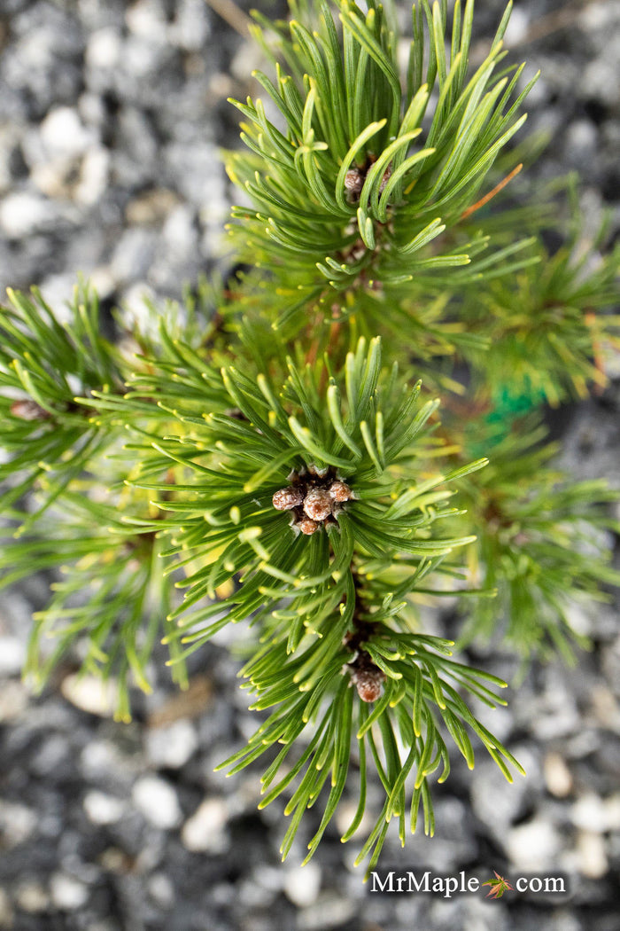 - Pinus mugo 'Ophir' Dwarf Mountain Pine Tree - Mr Maple │ Buy Japanese Maple Trees