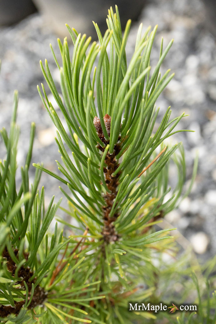 - Pinus mugo 'Ophir' Dwarf Mountain Pine Tree - Mr Maple │ Buy Japanese Maple Trees