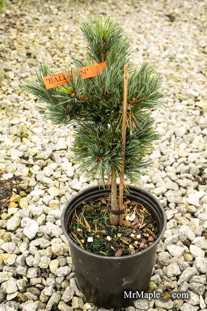 - Pinus parviflora 'Baldwin' Dwarf White Pine - Mr Maple │ Buy Japanese Maple Trees