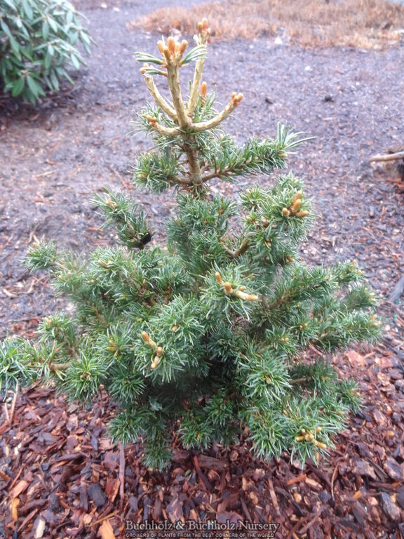 Pinus parviflora 'Bonny' Dwarf Japanese White Pine
