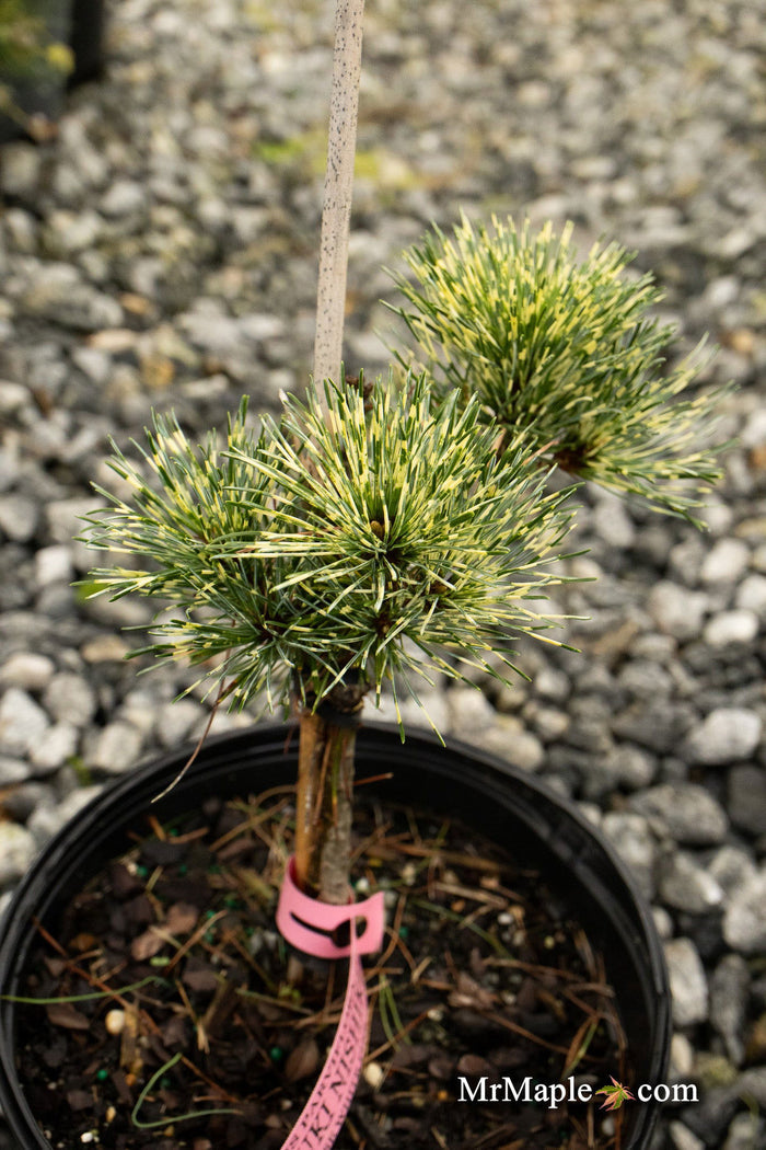 - Pinus parviflora 'Fubuki nishiki' Japanese White Pine Tree - Mr Maple │ Buy Japanese Maple Trees