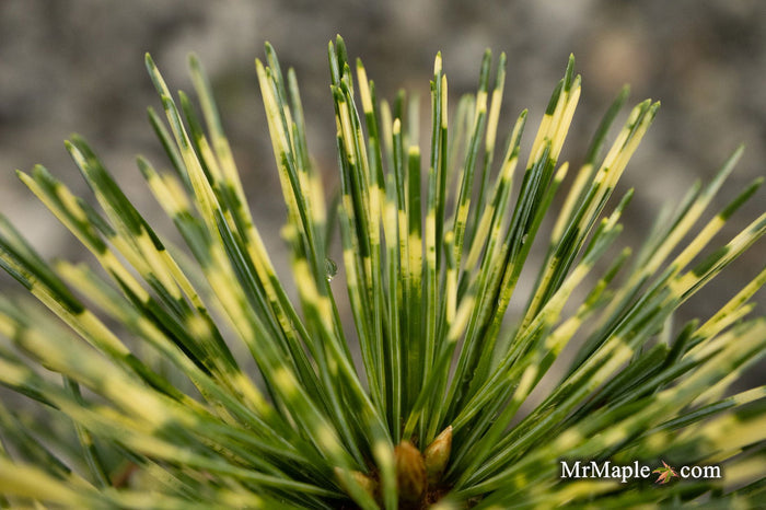 - Pinus parviflora 'Fubuki nishiki' Japanese White Pine Tree - Mr Maple │ Buy Japanese Maple Trees
