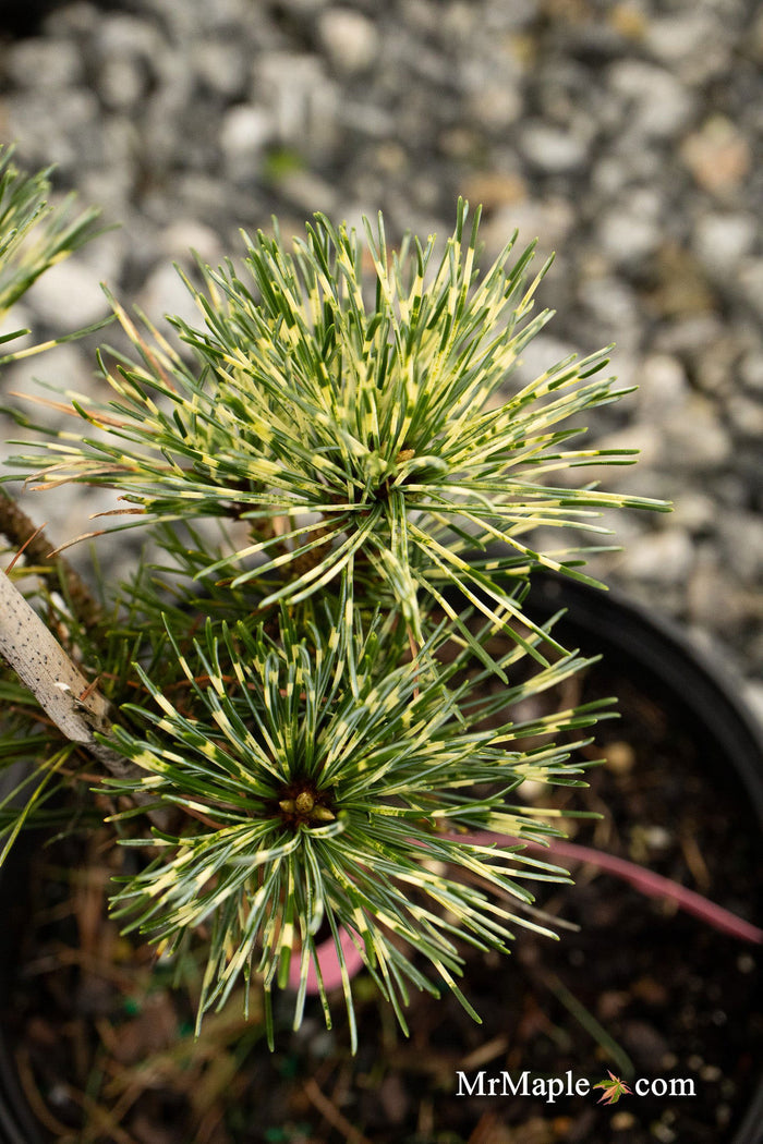 - Pinus parviflora 'Fubuki nishiki' Japanese White Pine Tree - Mr Maple │ Buy Japanese Maple Trees