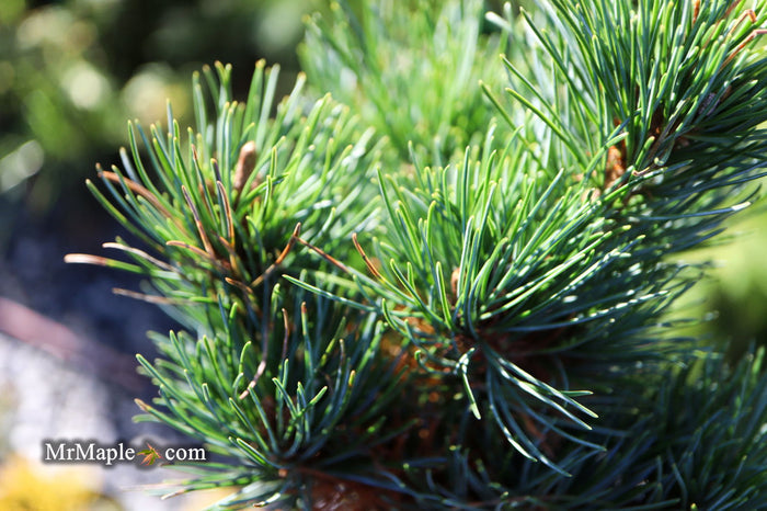 - Pinus parviflora 'Tone' Japanese White Pine - Mr Maple │ Buy Japanese Maple Trees