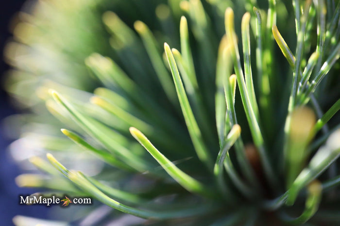 - Pinus parviflora 'Tone' Japanese White Pine - Mr Maple │ Buy Japanese Maple Trees