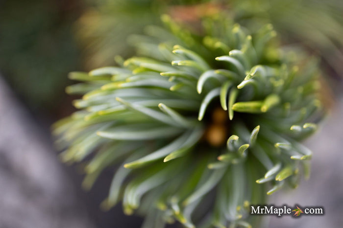 - Pinus Pumila 'Jeglo #15' Japanese Stone Pine - Mr Maple │ Buy Japanese Maple Trees