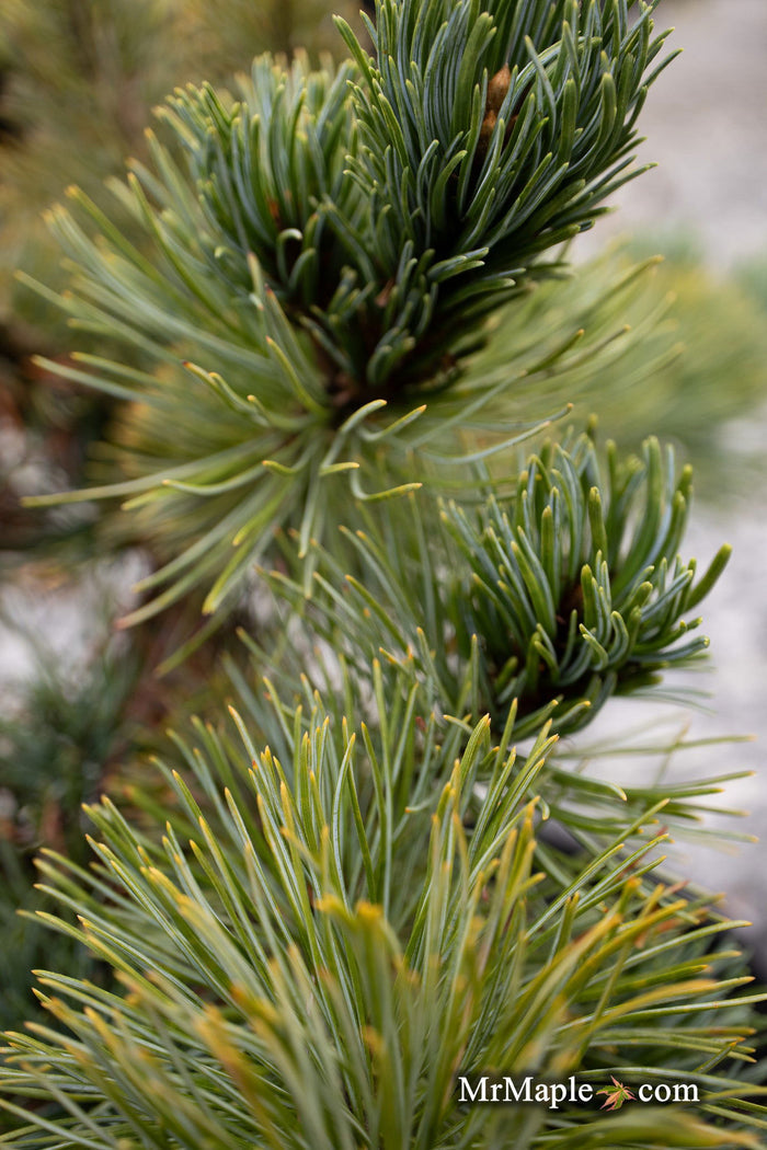 - Pinus Pumila 'Jeglo #15' Japanese Stone Pine - Mr Maple │ Buy Japanese Maple Trees