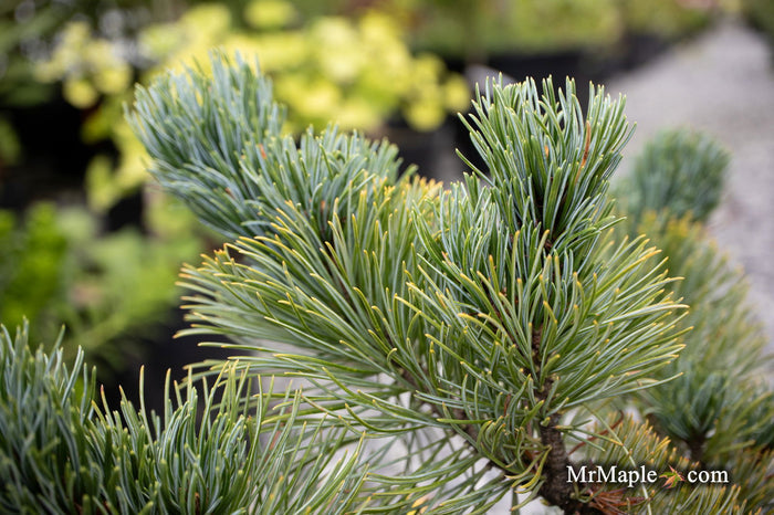 - Pinus Pumila 'Jeglo #15' Japanese Stone Pine - Mr Maple │ Buy Japanese Maple Trees