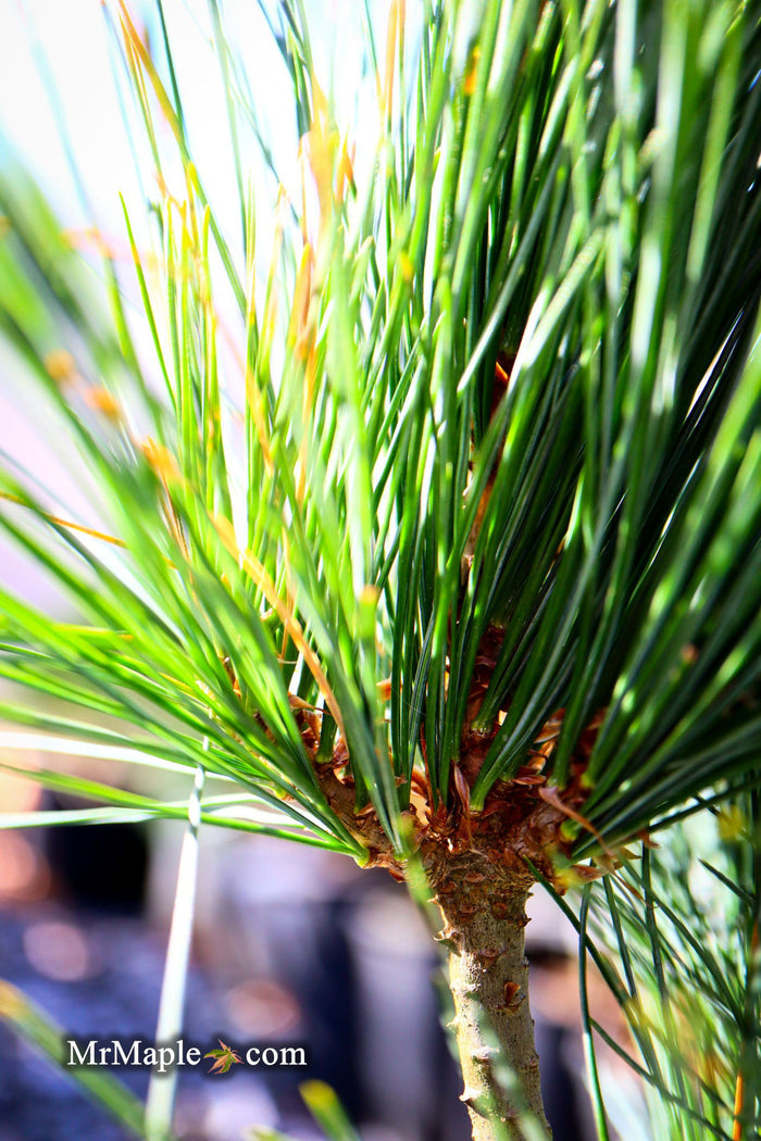 - Pinus strobus 'Bloomer's Dark Globe' Dwarf White Pine Tree - Mr Maple │ Buy Japanese Maple Trees