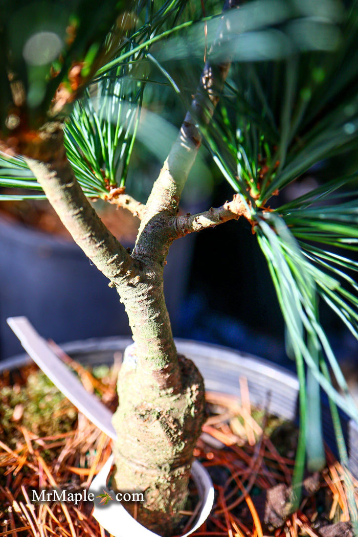 - Pinus strobus 'Bloomer's Dark Globe' Dwarf White Pine Tree - Mr Maple │ Buy Japanese Maple Trees