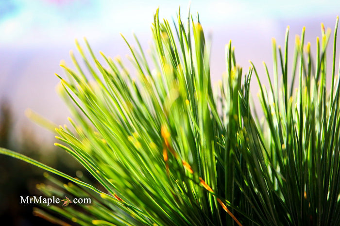- Pinus strobus 'Bloomer's Dark Globe' Dwarf White Pine Tree - Mr Maple │ Buy Japanese Maple Trees